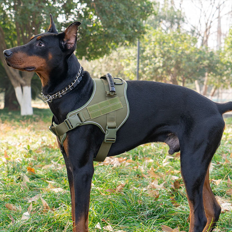 Tactical dog vest: for large dogs (German Shepherd, Golden Retriever) – training, military-style accessories.