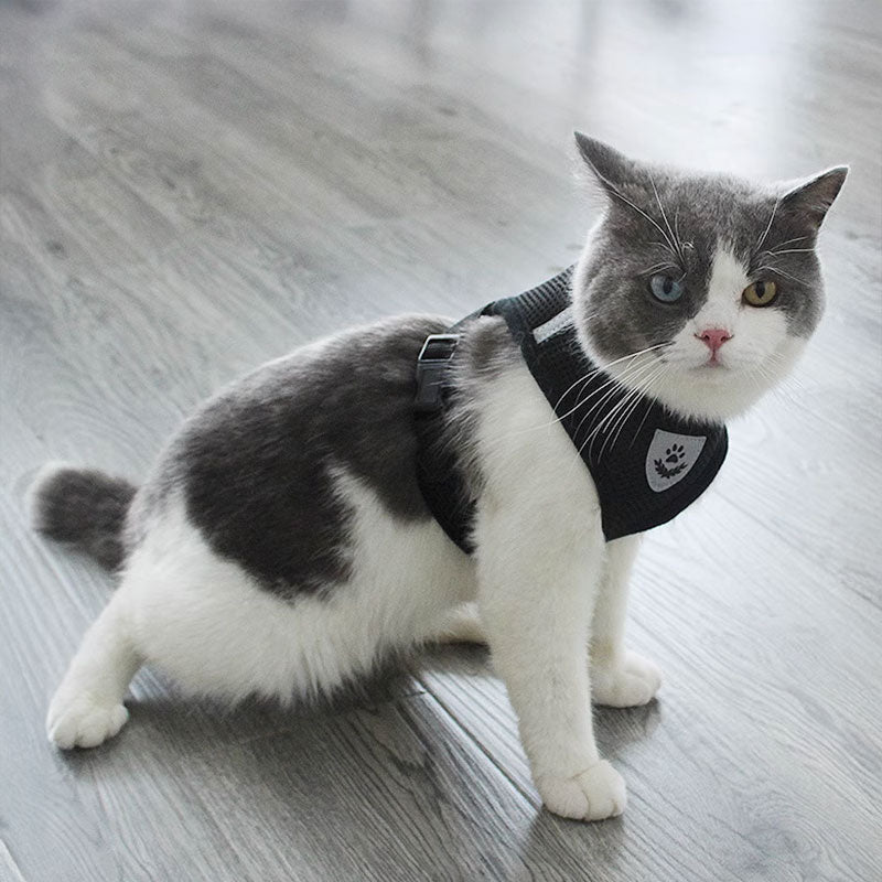 Adjustable pet harness set (small dogs/cats): vest, collar, leash. Fits French Bulldogs, Chihuahuas, etc.